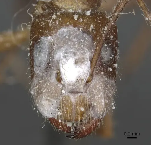 Camponotus geayi specimen