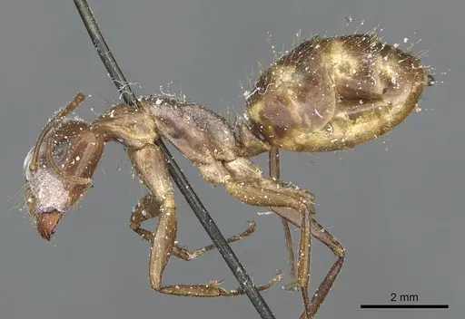 Camponotus geayi specimen