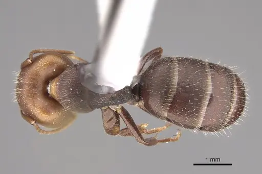 Camponotus genatus specimen