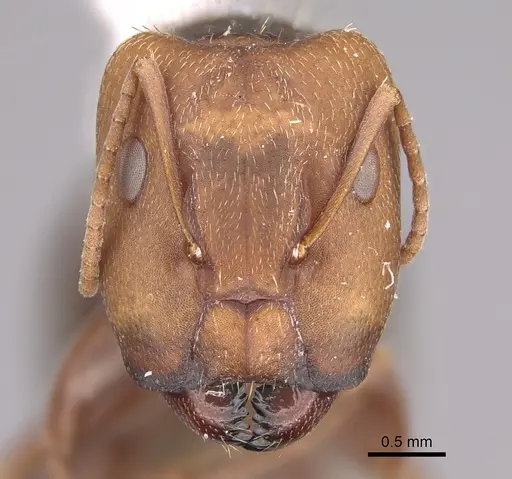 Camponotus genatus specimen