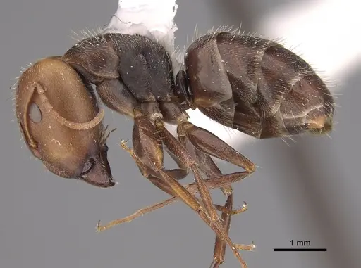 Camponotus genatus specimen