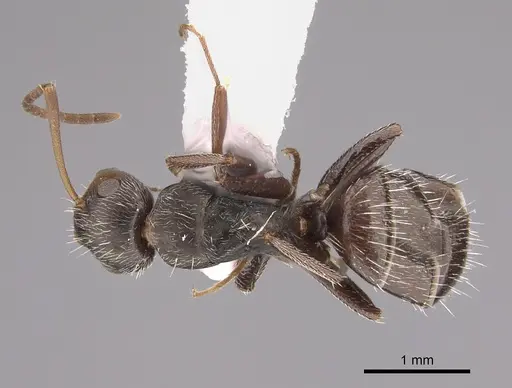 Camponotus genatus - CASENT0217660