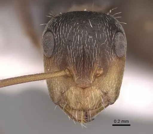 Camponotus genatus - CASENT0217660