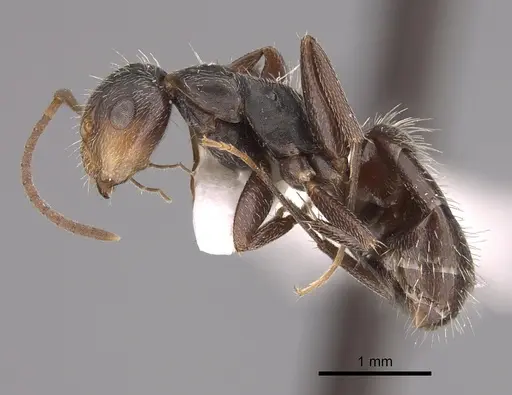 Camponotus genatus - CASENT0217660