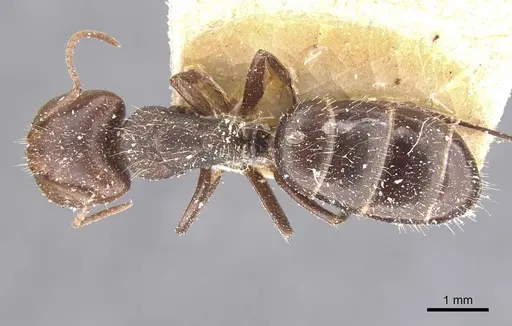 Camponotus genatus - CASENT0911686
