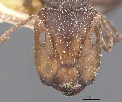 Camponotus genatus - CASENT0911686