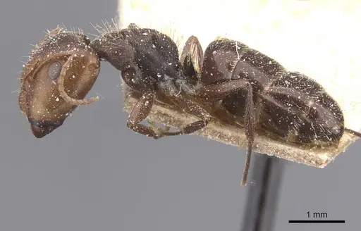 Camponotus genatus - CASENT0911686