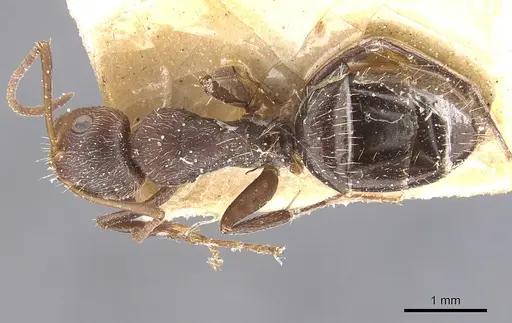 Camponotus genatus - CASENT0911687