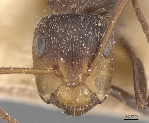 Camponotus genatus - CASENT0911687