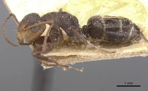 Camponotus genatus - CASENT0911687