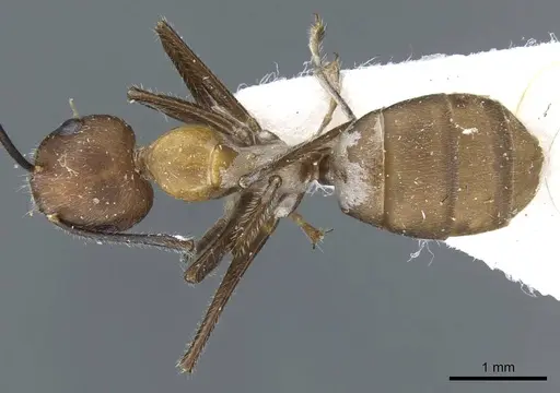 Camponotus gentingensis specimen