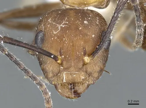 Camponotus gentingensis specimen
