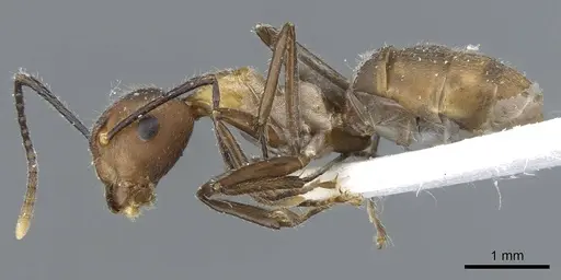 Camponotus gentingensis specimen