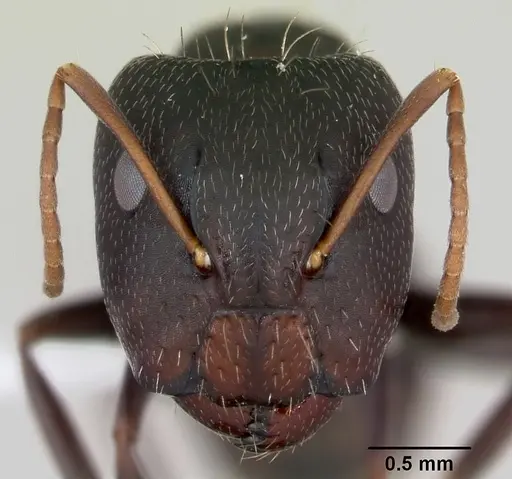 Camponotus germaini specimen