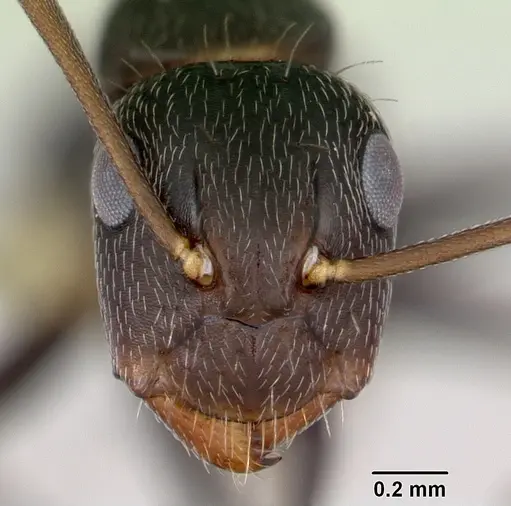 Camponotus germaini - CASENT0173420