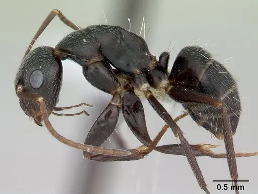 Camponotus germaini - CASENT0173420