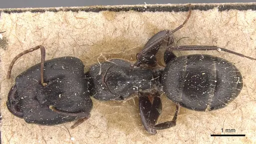 Camponotus germaini - CASENT0905486