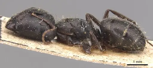 Camponotus germaini - CASENT0905486