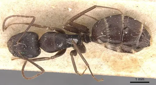 Camponotus germaini - CASENT0905487