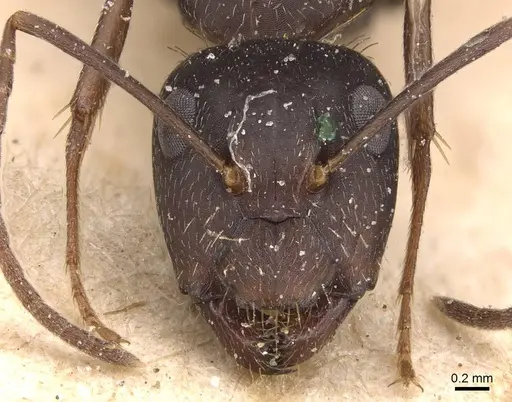 Camponotus germaini - CASENT0905487