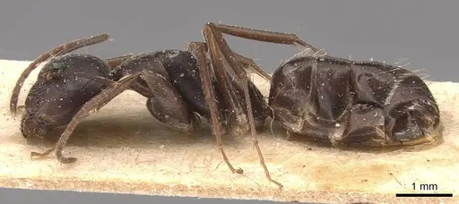 Camponotus germaini - CASENT0905487