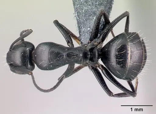 Camponotus gestroi specimen