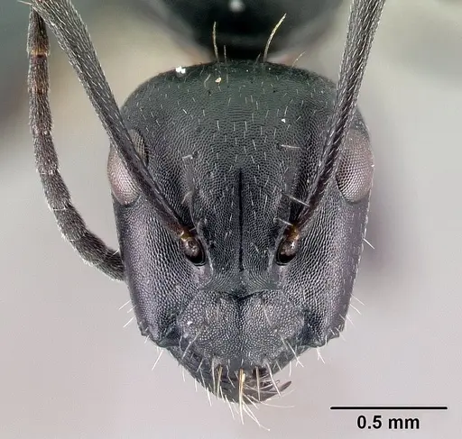 Camponotus gestroi specimen