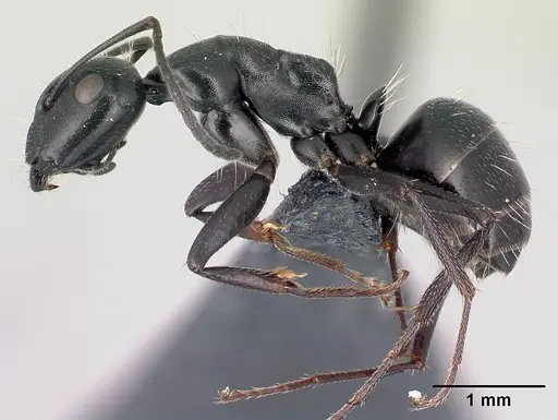 Camponotus gestroi specimen
