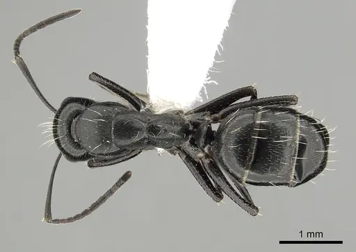 Camponotus gestroi - CASENT0249980