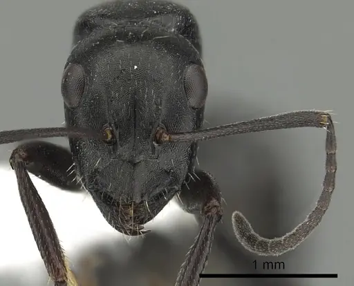 Camponotus gestroi - CASENT0249980