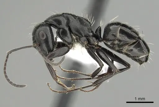 Camponotus gestroi - CASENT0249980
