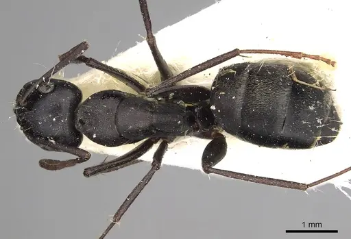 Camponotus gestroi - CASENT0280603