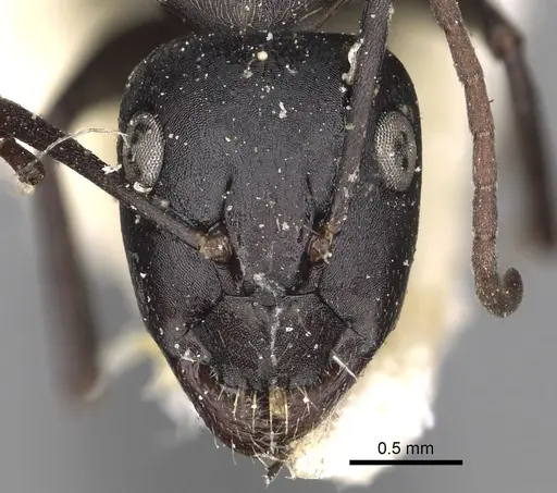 Camponotus gestroi - CASENT0280603