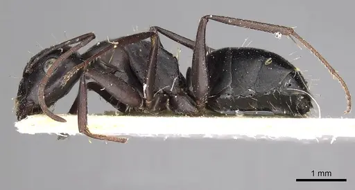 Camponotus gestroi - CASENT0280603