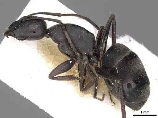 Camponotus gestroi - CASENT0280604