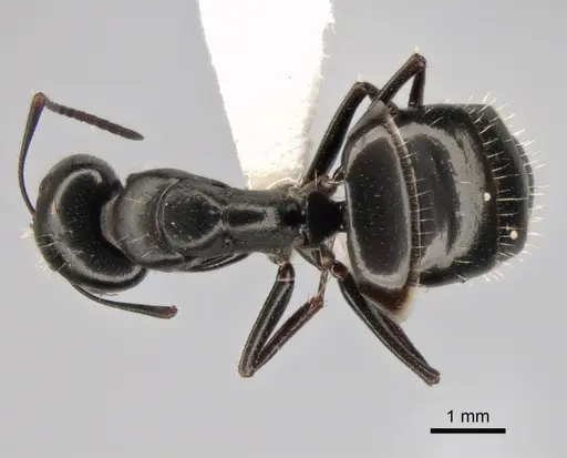 Camponotus gestroi - CASENT0882034