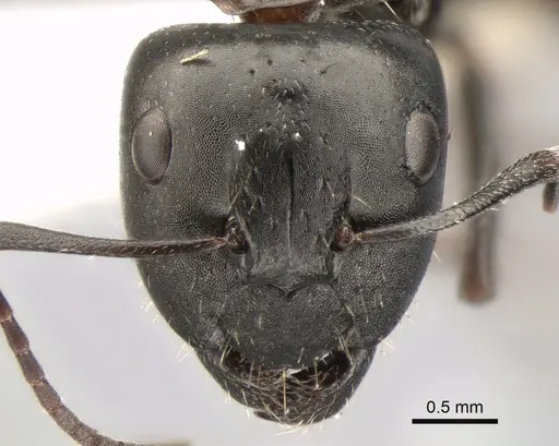 Camponotus gestroi - CASENT0882034