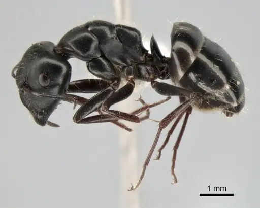 Camponotus gestroi - CASENT0882034