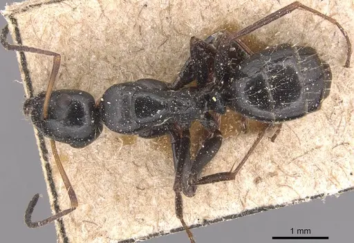 Camponotus gestroi - CASENT0905391