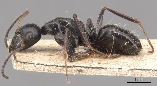 Camponotus gestroi - CASENT0905391