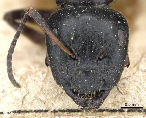 Camponotus gestroi - CASENT0905794