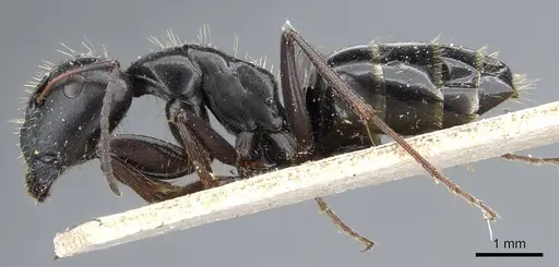 Camponotus gestroi - CASENT0905794