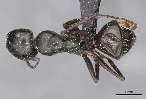 Camponotus gestroi - CASENT0910430