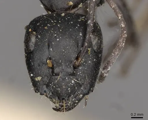 Camponotus gestroi - CASENT0910430