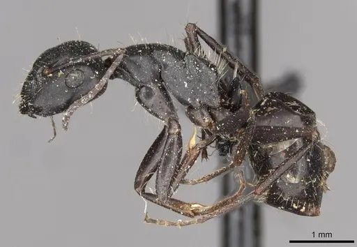 Camponotus gestroi - CASENT0910430