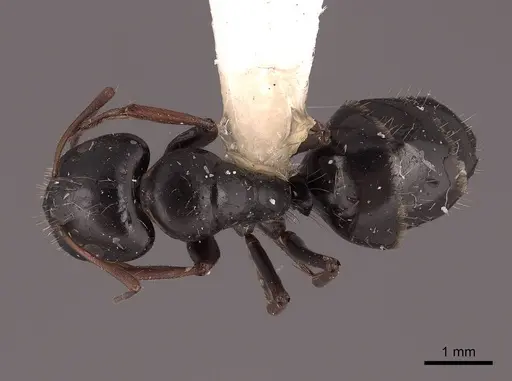 Camponotus gestroi - FMNHINS0000045753
