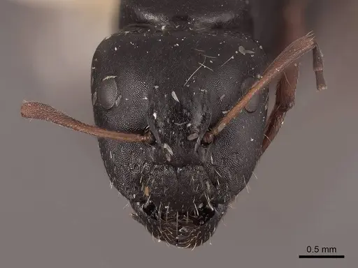 Camponotus gestroi - FMNHINS0000045753