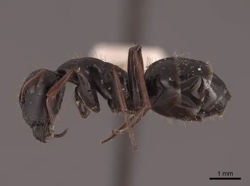Camponotus gestroi - FMNHINS0000045753