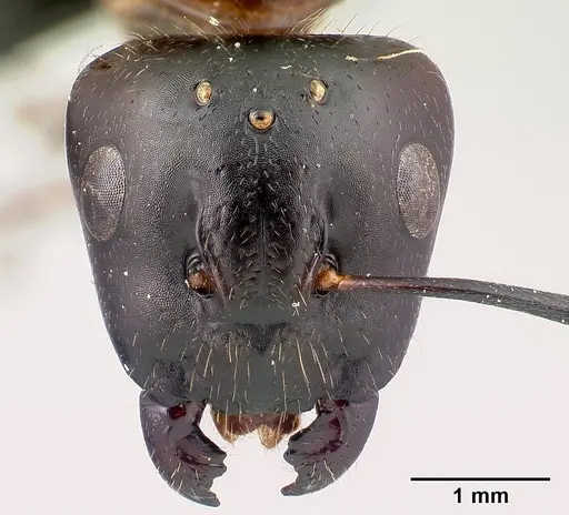 Camponotus gibber specimen