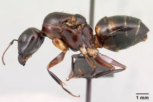 Camponotus gibber specimen